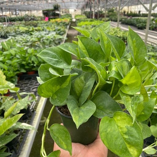 Pothos Global Green | Indoor Plant delivery | Leafy