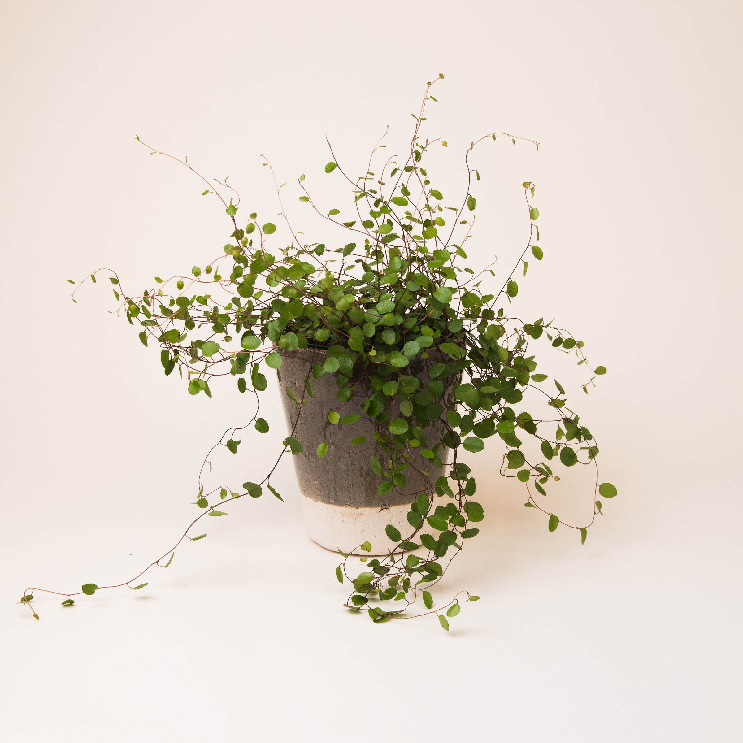 tree plant indoor Money Tree