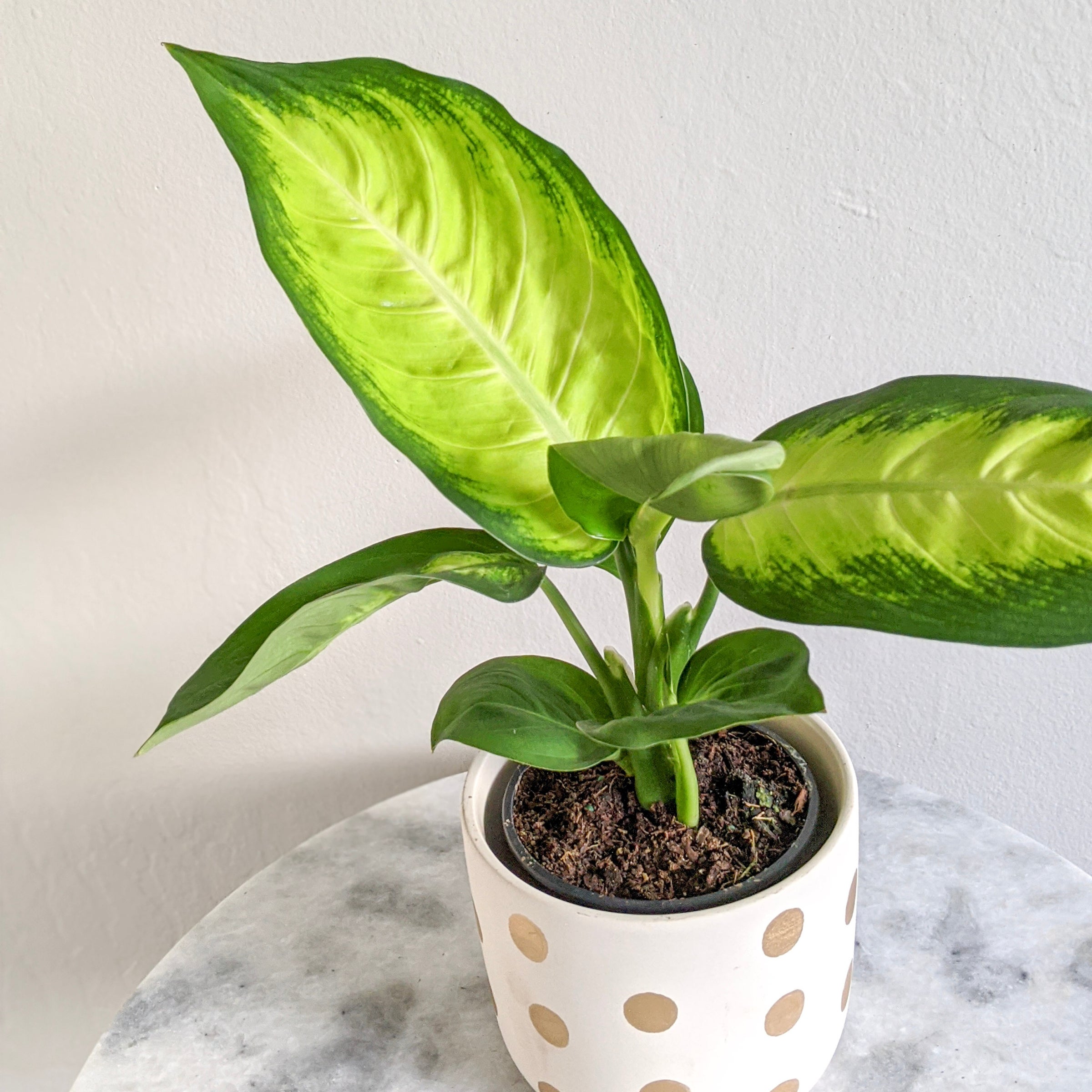 Dieffenbachia Camille | Indoor Plant Delivery | Leafy