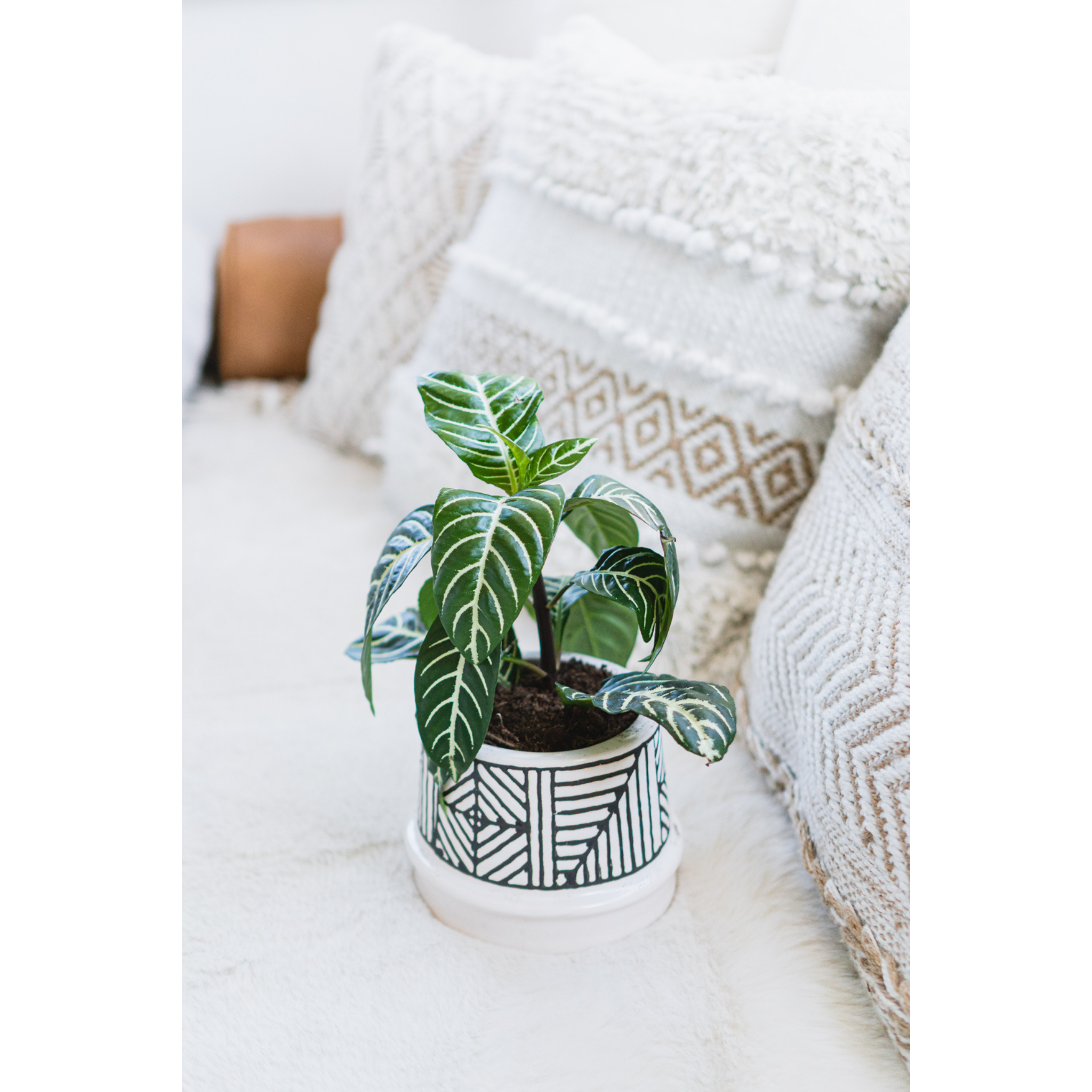 Aphelandra Squarrosa | Indoor Plant Delivery | Leafy