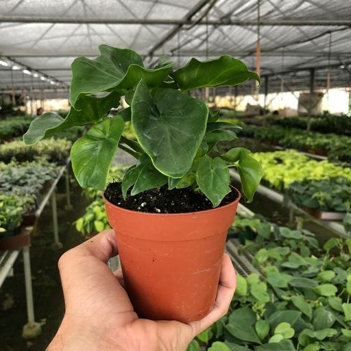 Philodendron Atom | Leafy