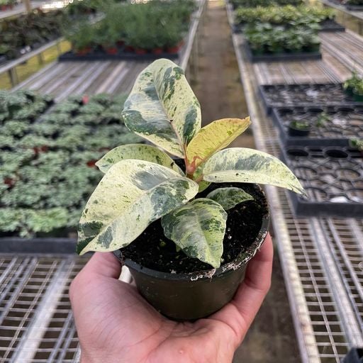 Ficus Shivereana | Indoor Plant Delivery | Leafy