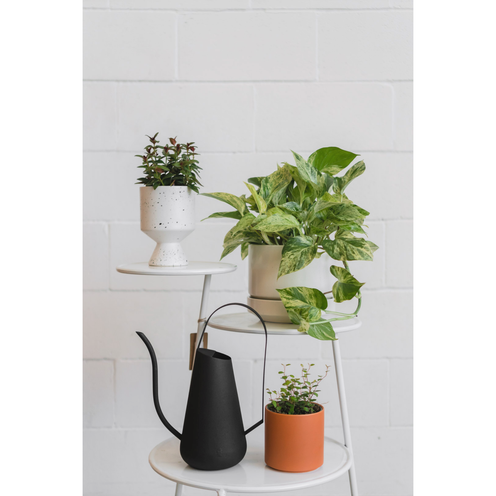 Angel Vine | Indoor Plant Delivery | Leafy