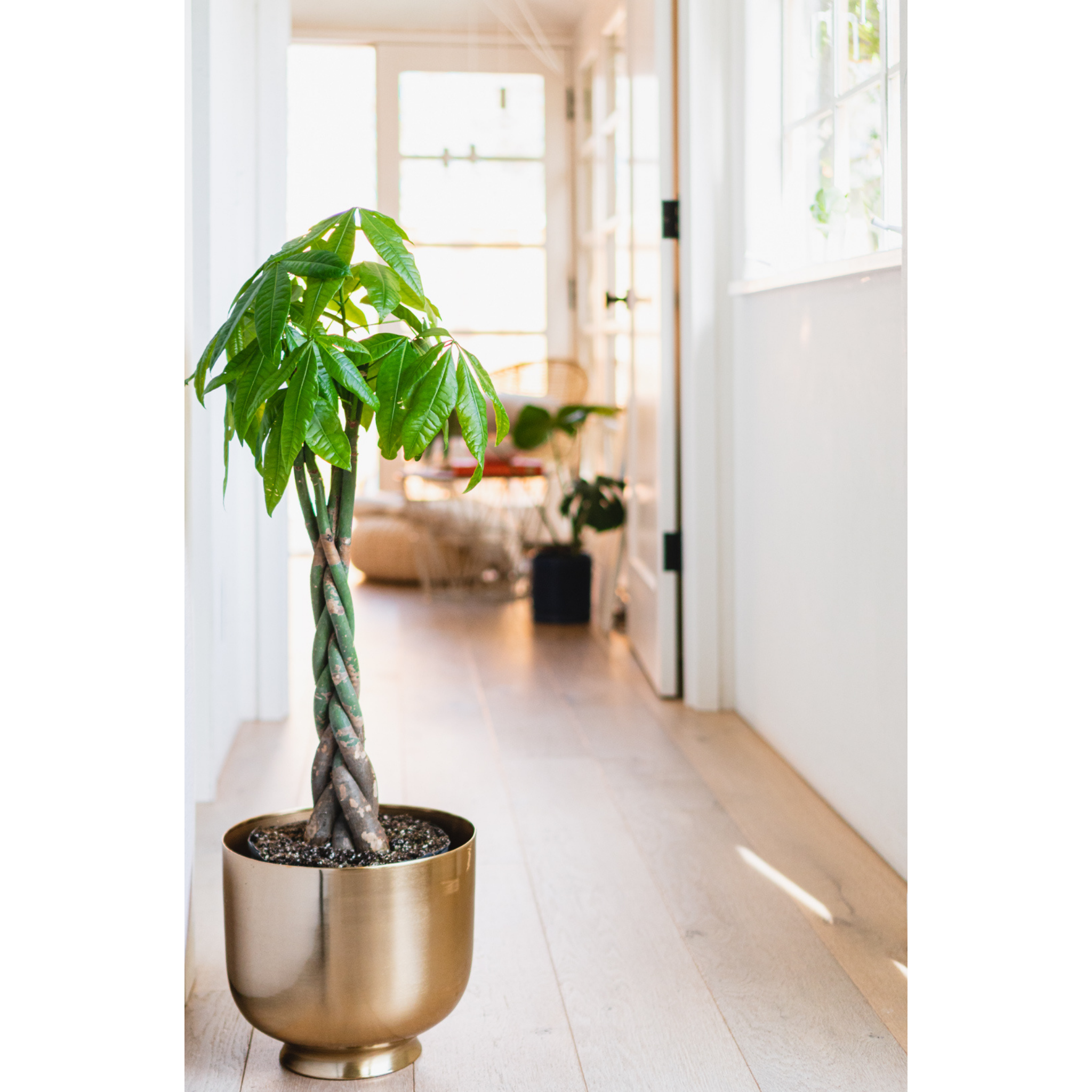 live monstera plant for sale Monstera deliciosa (6in+) 6in