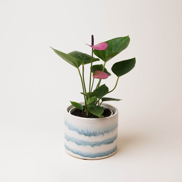 Plant | Leafy