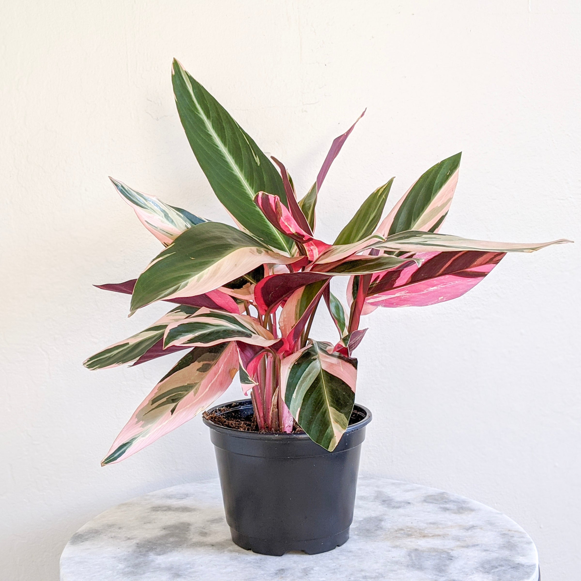 Fresh Indoor Plants to Uplift Your Space | Leafy