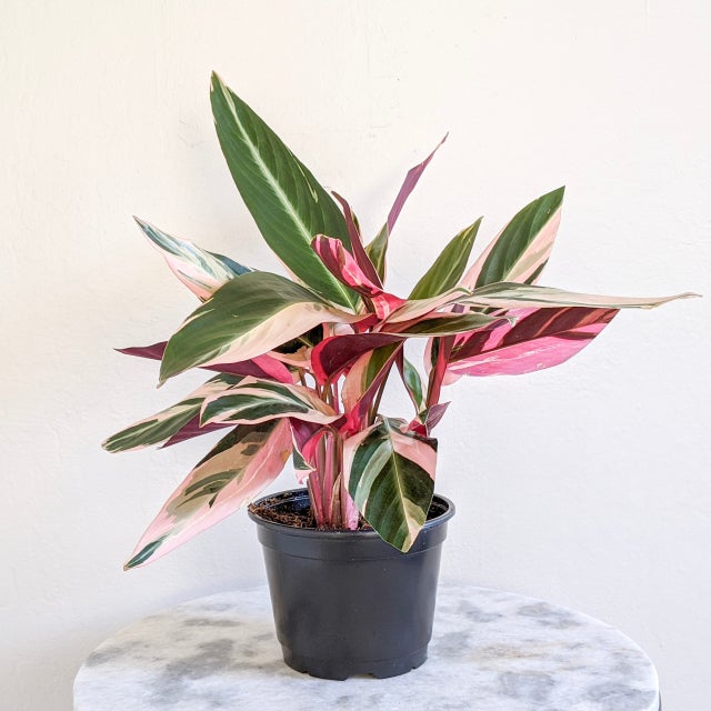 Plant | Leafy