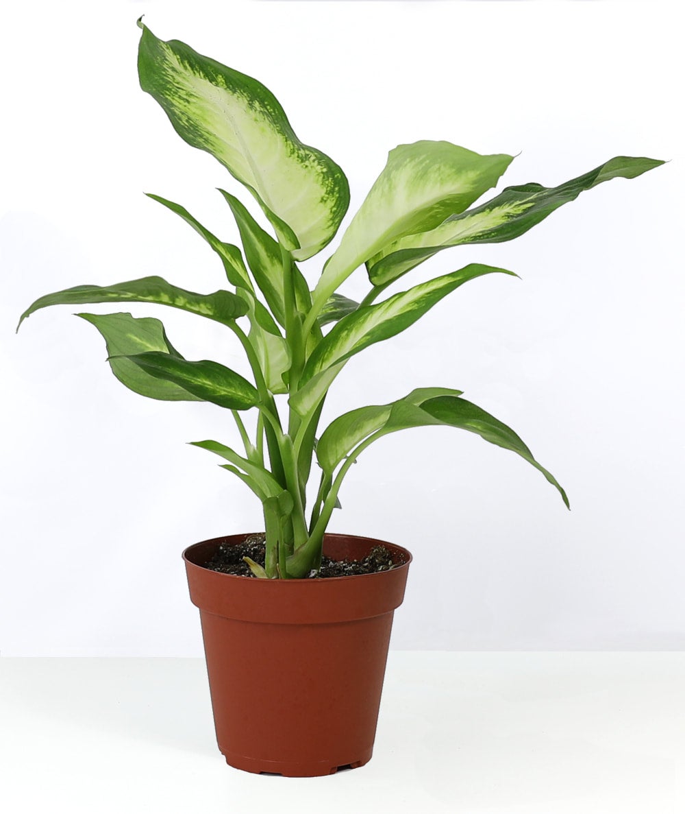hanging planter rattan Rattan Hanging Wall Planter main image 1
