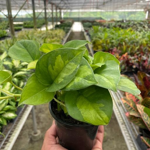 Plant | Leafy