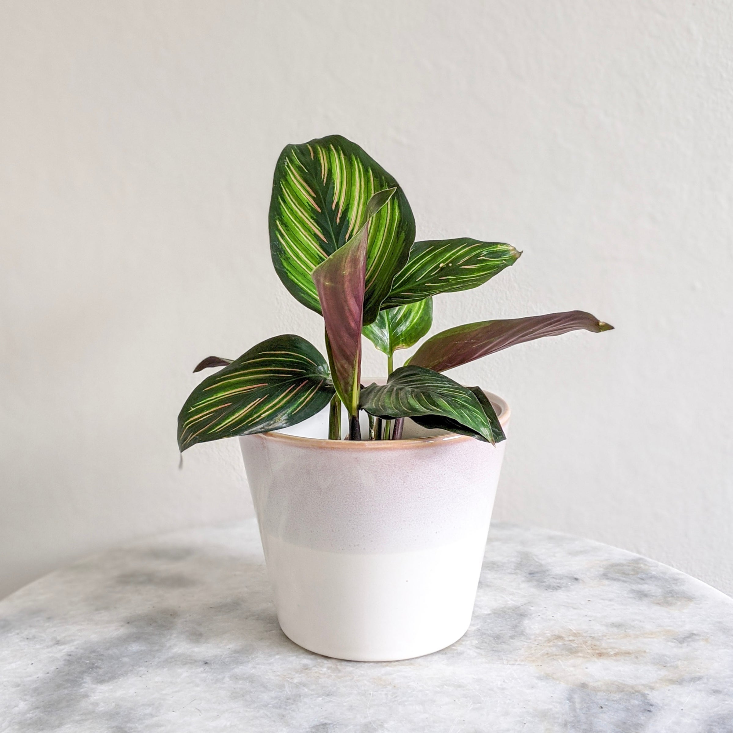 efeutute epipremnum pinnatum Epipremnum Pinnatum 'Blue Form' (Efeutute) – Foliage Dreams main image 0