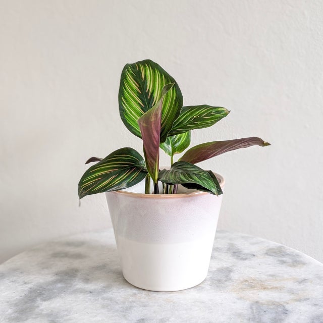 枝・実・果実 leafy Plant | Leafy