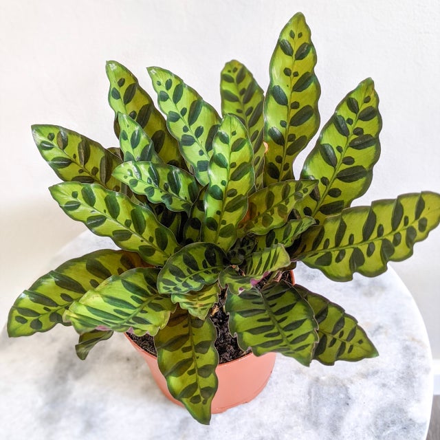 Plant | Leafy