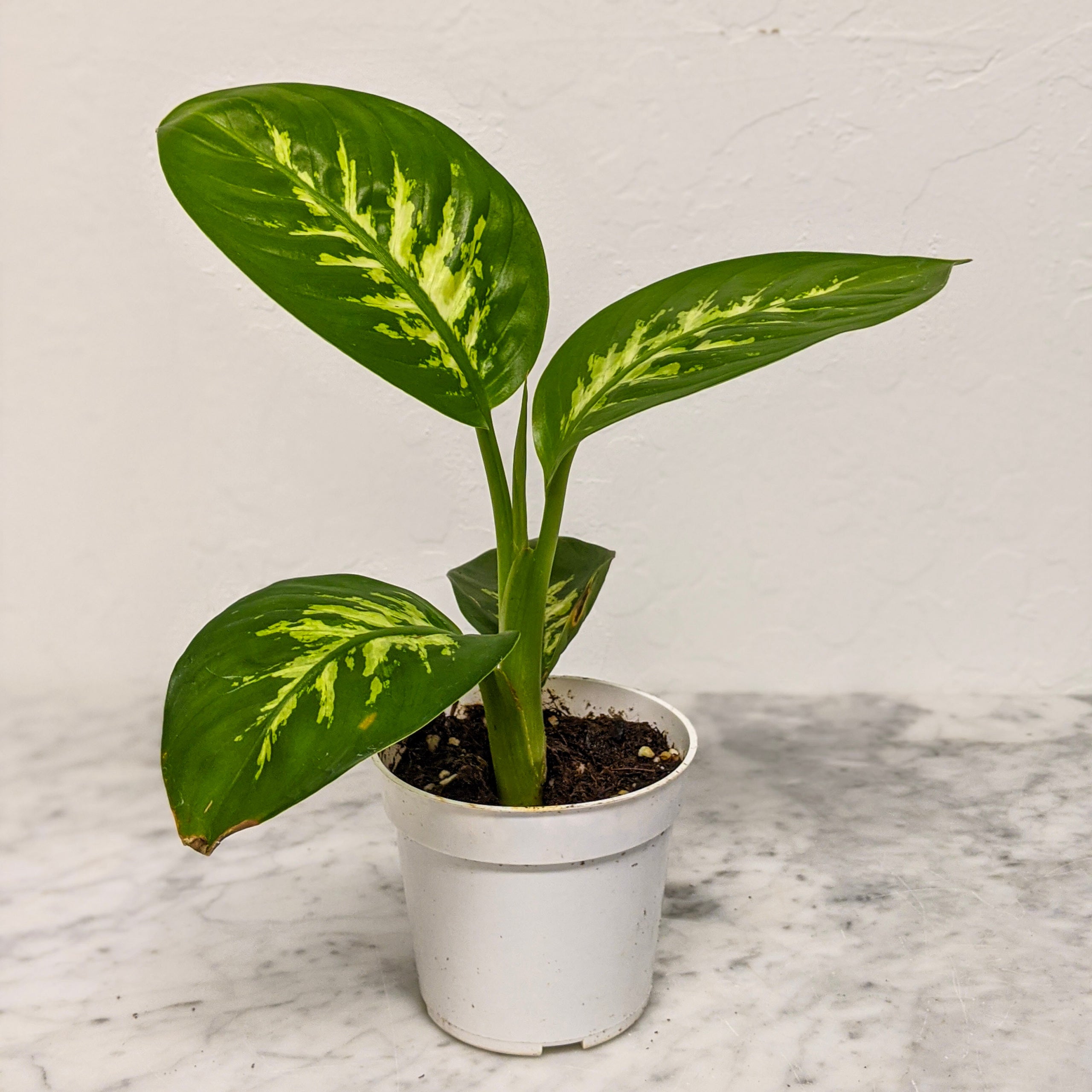 Dieffenbachia Tropic Snow | Indoor Plant Delivery | Leafy