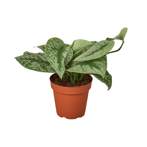 praying plant yellow leaves Maranta 'Lemon Lime Prayer Plant'  Snakeroot Botanicals