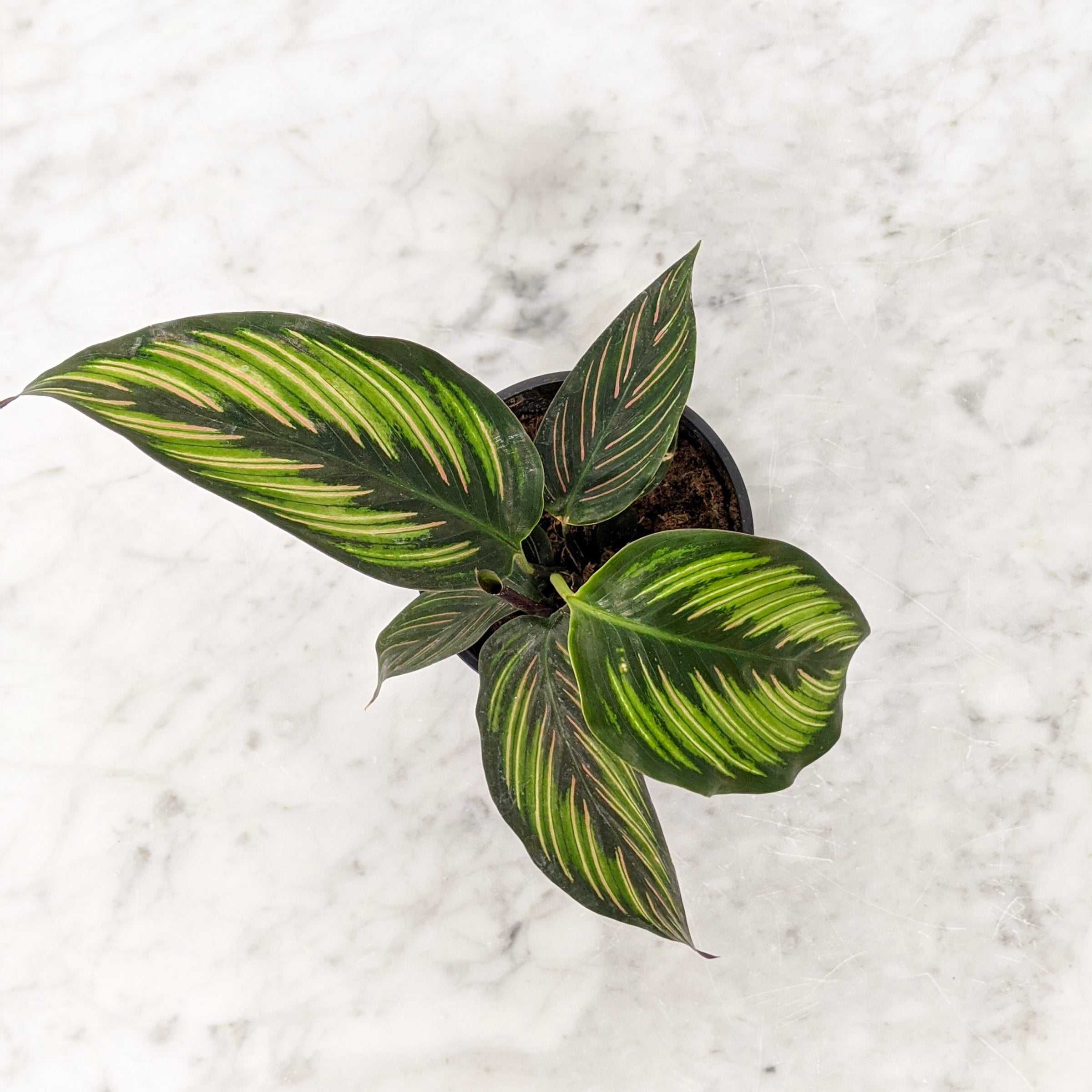 Calathea Beauty Star | Indoor Plant Delivery | Leafy
