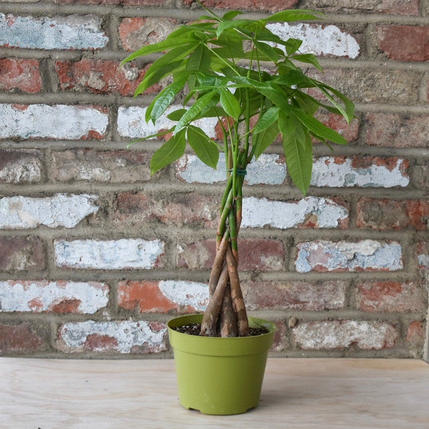 best soil for lucky bamboo Dracaena main image 0