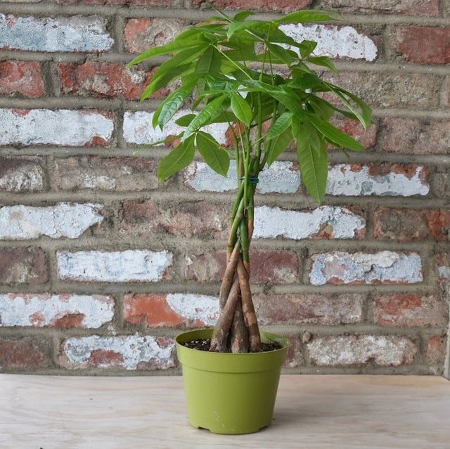 Leafy