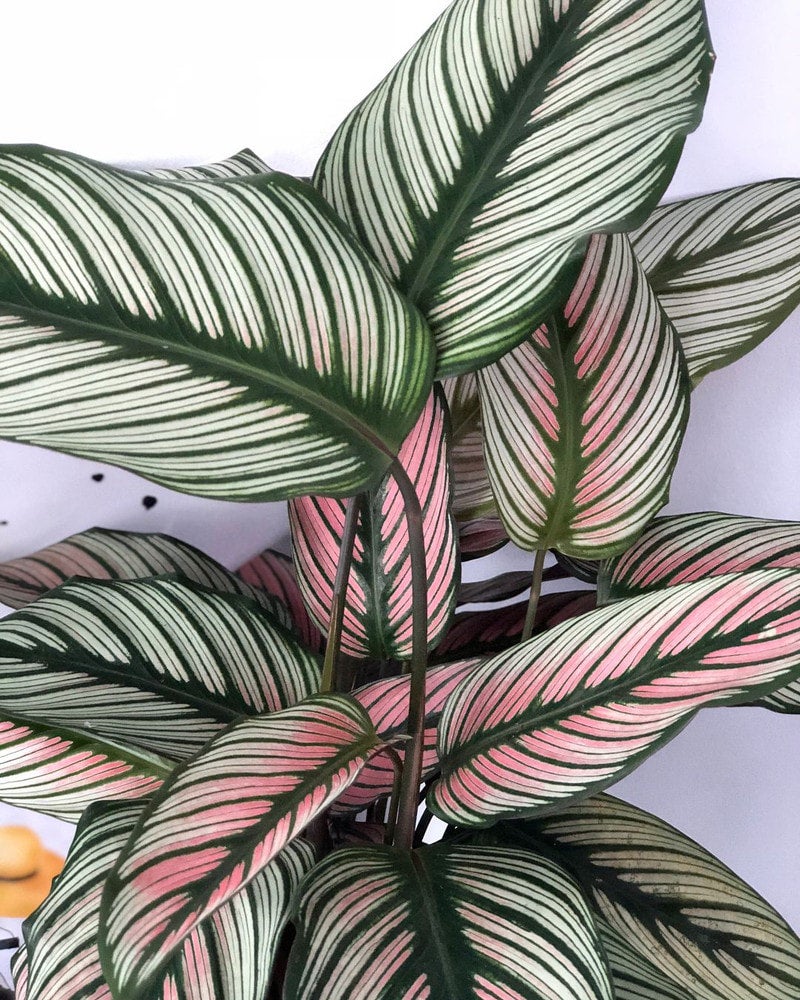 Calathea White Star | Indoor Plant Delivery | Leafy