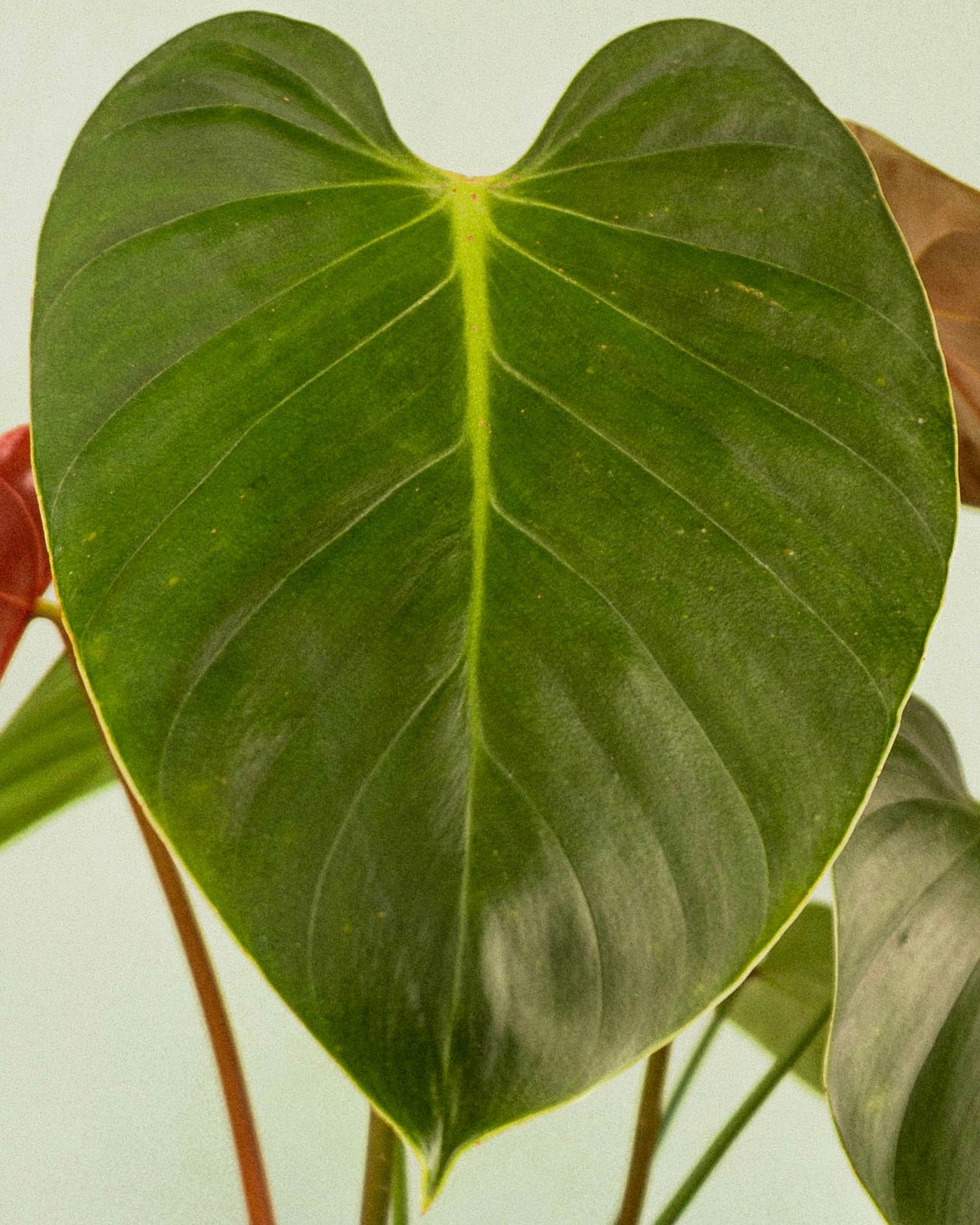 Philodendron Lynamii | Indoor Plant Delivery | Leafy