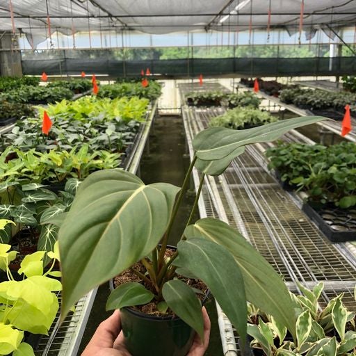 Philodendron Summer Glory | Indoor Plant Delivery | Leafy