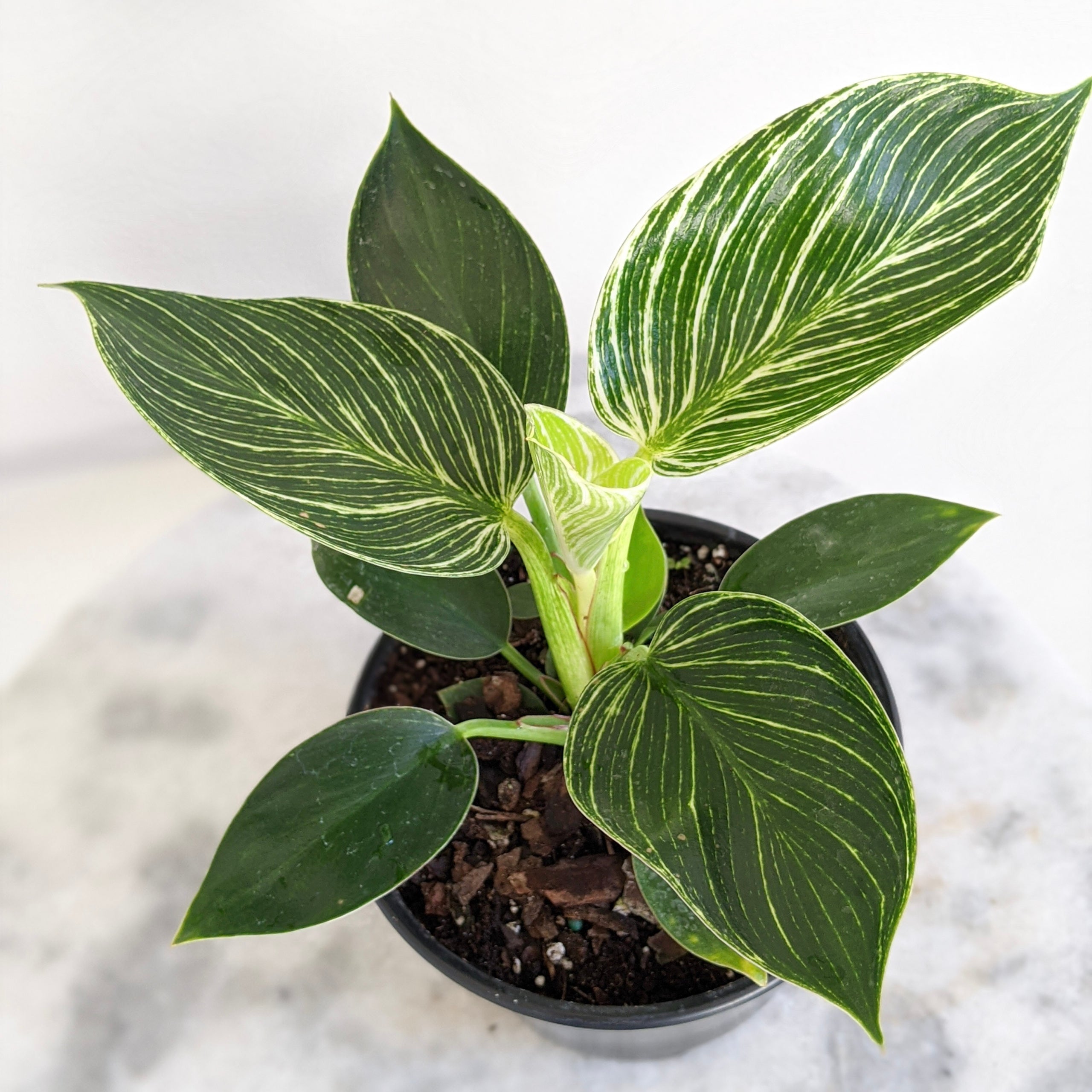 Philodendron Birkin | Indoor Plant Delivery | Leafy