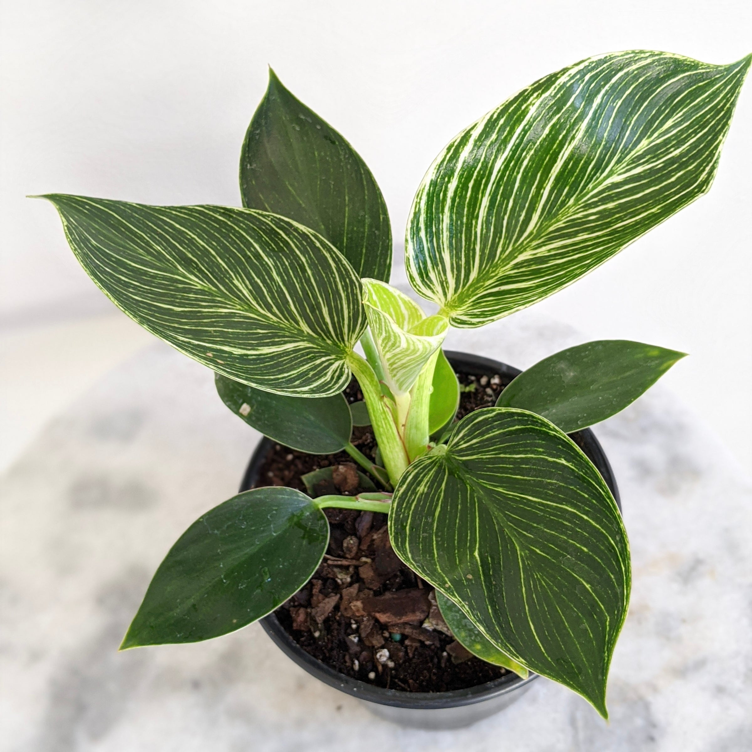 live pothos plant Golden Pothos Plant Live plant 6” pot – Dose of Succulents