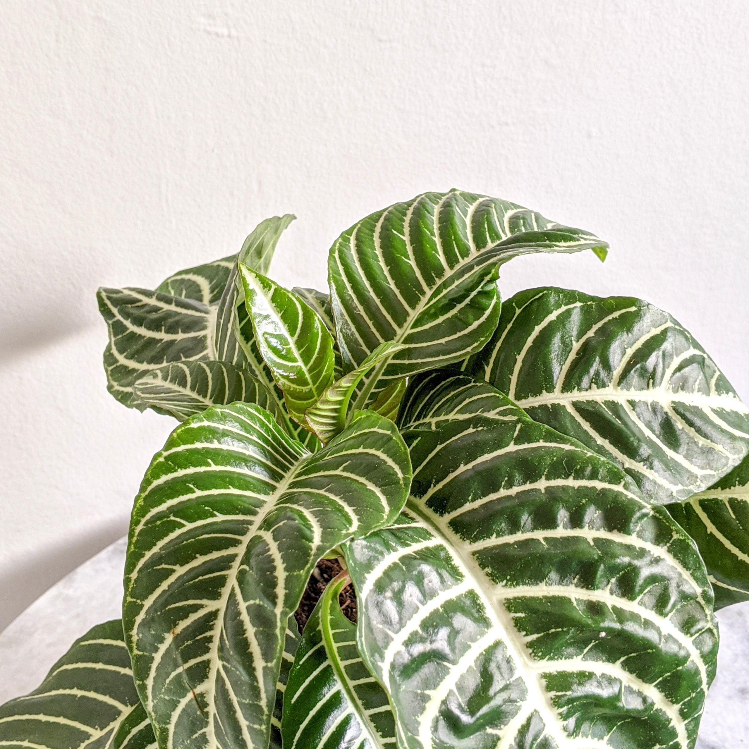 ポポラス　/ 546 YPOYTEYIZ74D7SUNM5F52GR2.jpeg