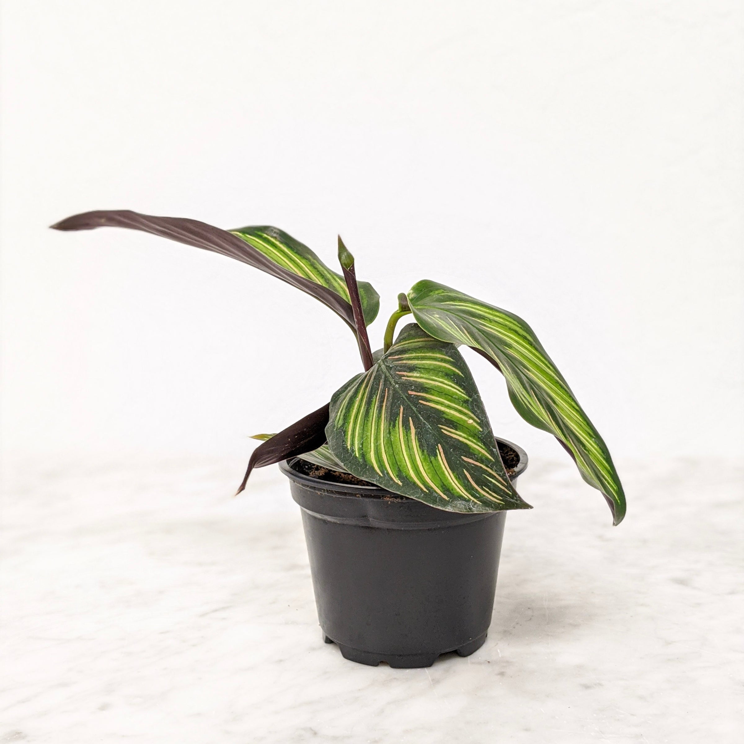buntlaubiger efeu Buntlaubiger Kaukasischer Efeu Hedera colc Gartenpflanze 15cm