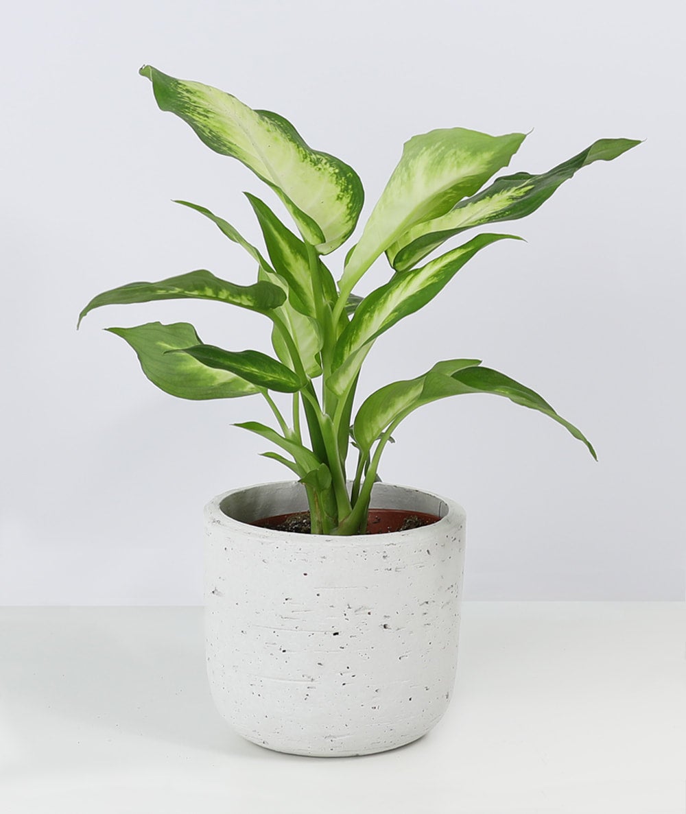 Dieffenbachia Camille | Indoor Plant Delivery | Leafy