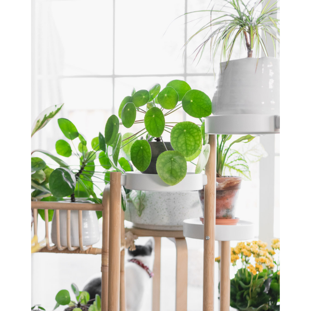 Pet Friendly Plants | Indoor Plant Delivery | Leafy