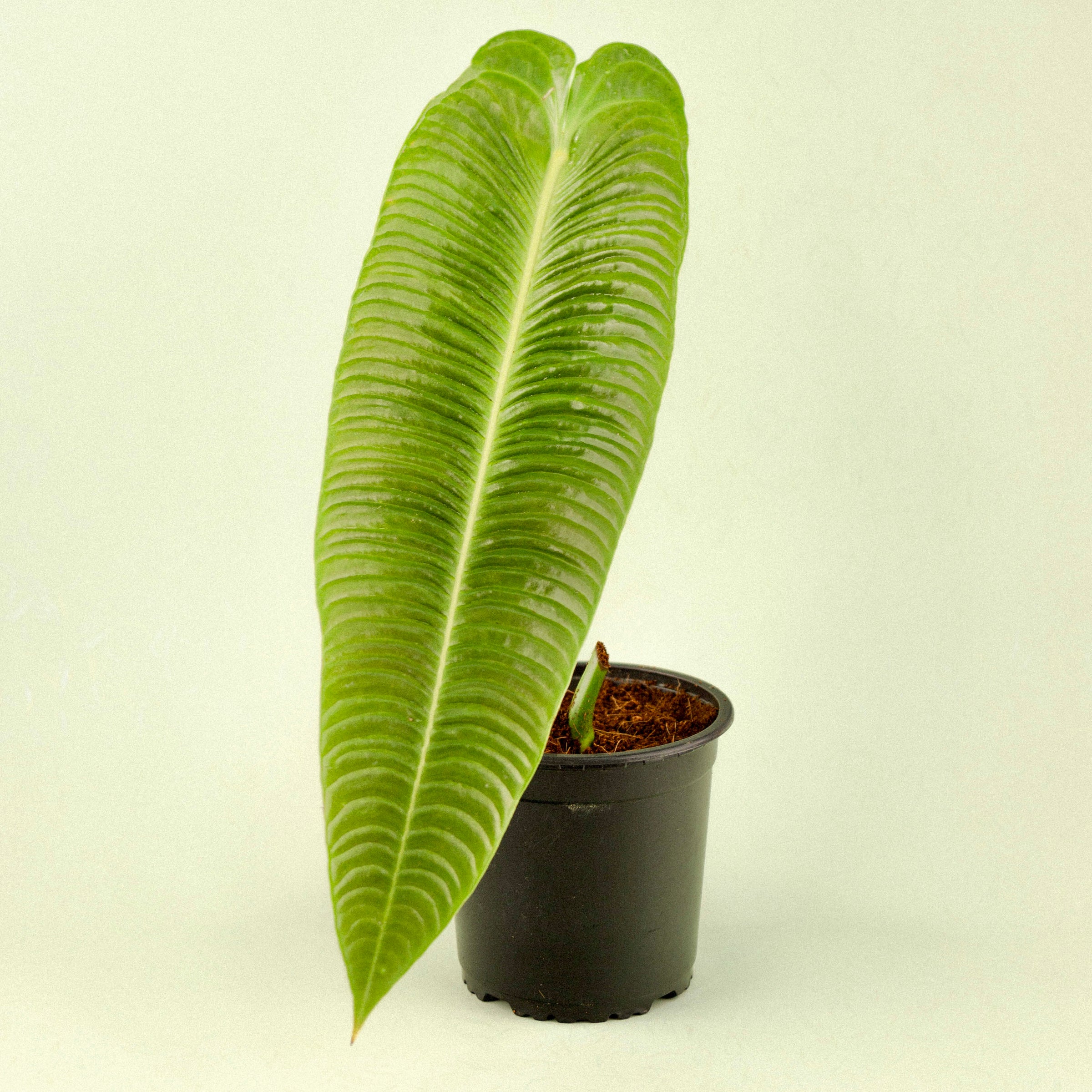 Anthurium Veitchii | Indoor Plant Delivery | Leafy