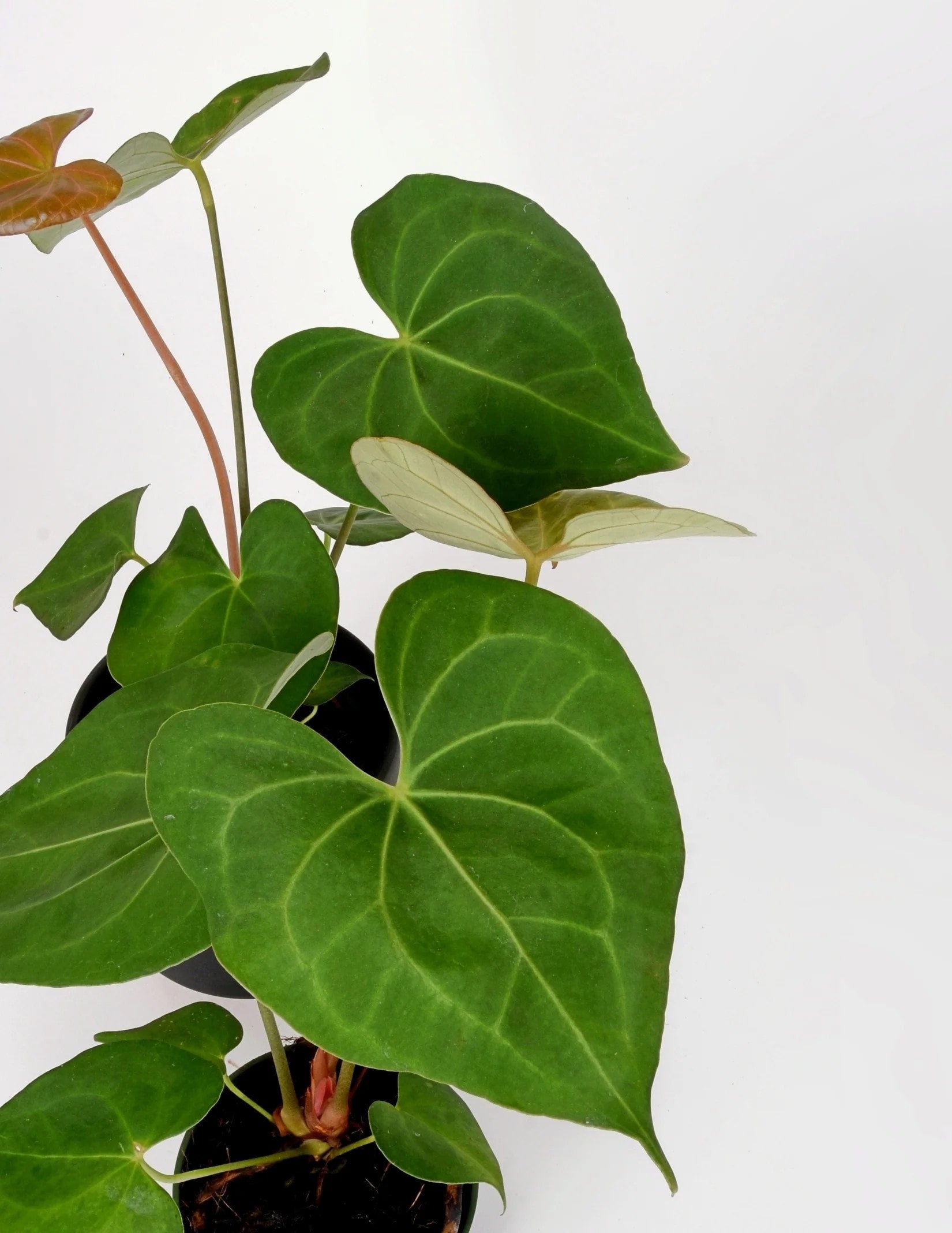 定期入れの レアMonstera YellowMarilyn Compactフィロデンドロン 植物